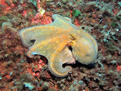 Octopus vulgaris (Common Octopus) - Atlantis Gozo