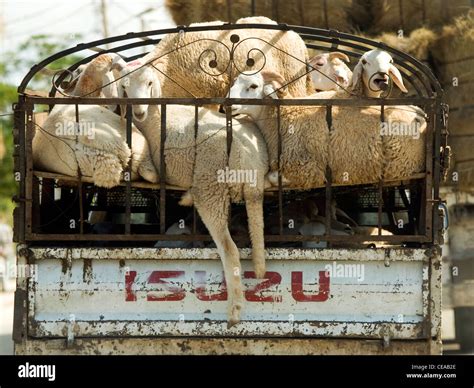 Animal transportation in Tunisia Stock Photo - Alamy