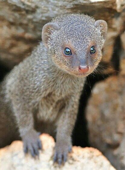 Mongoose | Mamiferos, Mangusto, Espécies