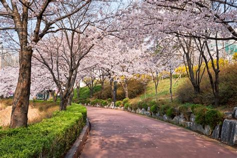 Free Photo | Seoul tower and pink cherry blossom, sakura season in spring,seoul in south korea