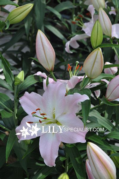 Oriental lily varieties information