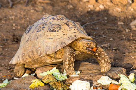 Visiting Decan wildlife refuge in Djibouti | Atlas & Boots