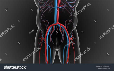 Arteries Carry Oxygenated Blood Veins Carry Stock Illustration 2236541327 | Shutterstock