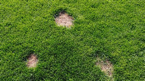 Lawn Fungus Identification Guide | Which Common Fungal Disease Is In ...