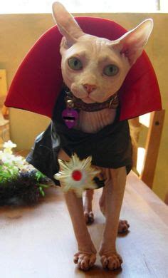 8 Sphynx Cat Costumes ideas | sphynx cat, cat costumes, sphynx