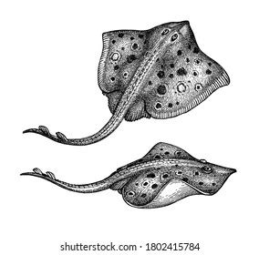 How To Draw A Realistic Stingray