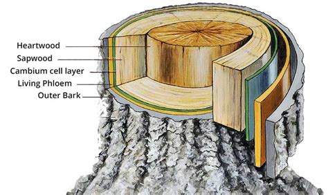 The Anatomy of a Tree - Parts & Layers | 2024 Guide