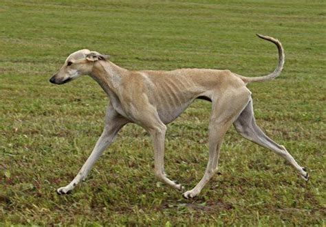 Sloughi / Berber Greyhound / Sloughi Moghrebi / Arabian Sighthound #Dogs | 動物, グレイハウンド, 生き物