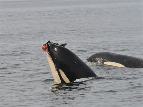 Hungry killer whales waiting for Columbia River salmon | The Seattle Times