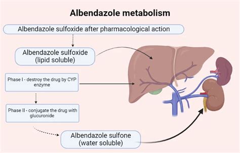 Albendazole mechanism of action & pk: crystal clear concepts