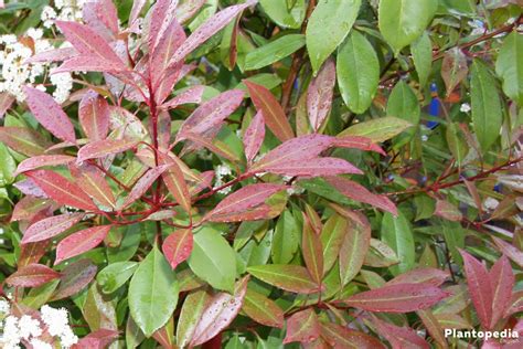 Red Tip Photinia, Photinia fraseri Red Robin Hedge - How to Care + Prune - Plantopedia