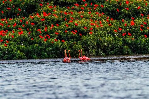 Nanan's Caroni Bird Sanctuary Tours - 2020 All You Need to Know BEFORE ...