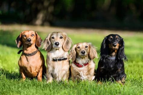 Dachshund Colors: The Standard & Rare Doxie Coat Colors - K9 Web