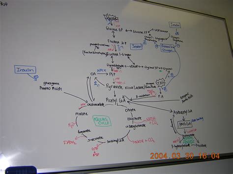 Biochemistry - Metabolic Pathways