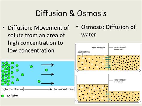 PPT - Diffusion & Osmosis PowerPoint Presentation, free download - ID ...