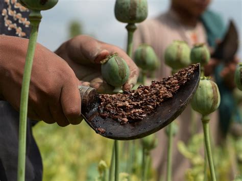 Afghanistan Opium Production Rises for a Fifth Year, UN Report Says - Bloomberg