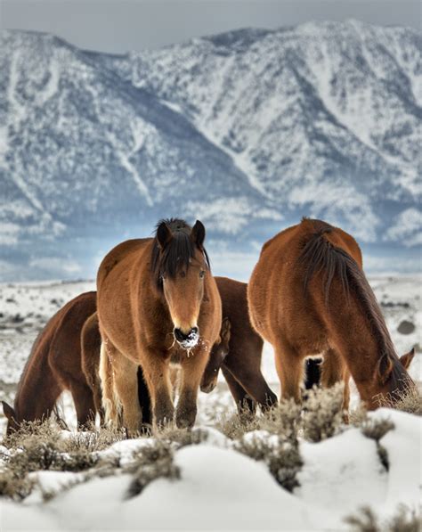 Tips & Tricks to Viewing Wild Nevada Mustangs - Carson Valley, Nevada ...