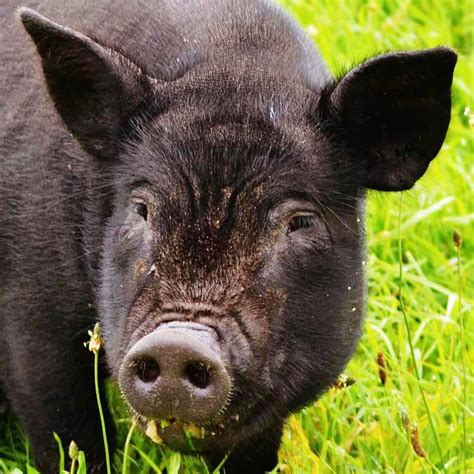 Il maiale nero di Calabria: Caratteristiche e Curiosità – Piatti tipici ...