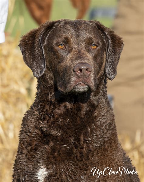 Redlion Dog Kennel breeder of Chesapeake Bay Retrievers and Labradors ...