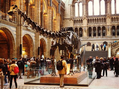 Natural History Museum – Erfahrungsbericht - Londonblogger.de