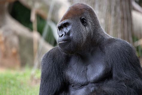 Western Gorilla - How many Western Gorillas are left? - Primates Park