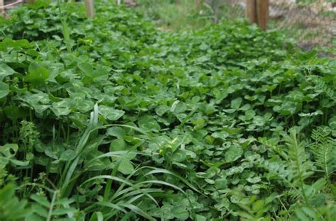 Use the Right Winter Cover Crops to Supercharge Your Spring Garden