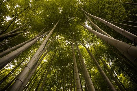 Beautiful, Green Arashiyama Bamboo Forest in Kyoto, Japan Stock Image ...