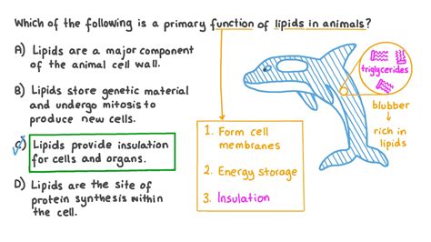 Question Video: Describing the Role of Lipids in Animal Cells | Nagwa