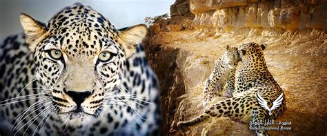 Saving the Arabian Leopard: Improving the Gulf States’ Environmental ...