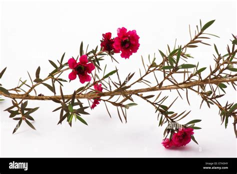 Manuka bush (Leptospermum scoparium) flowers Stock Photo - Alamy