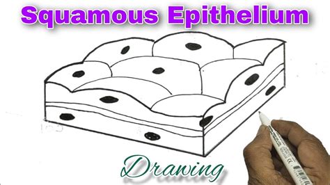 Squamous Epithelium Drawing/ How to draw Squamous Epithelium - YouTube