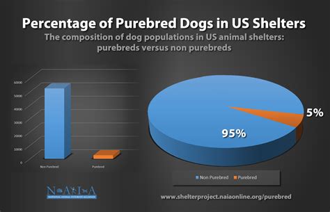 NAIA study confirms fewer dogs, scarce purebreds in US animal shelters | National Animal ...