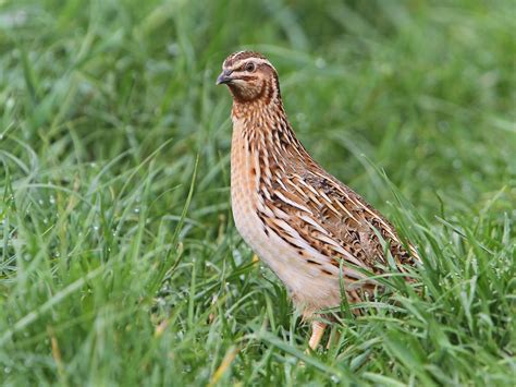 Common Quail - eBird