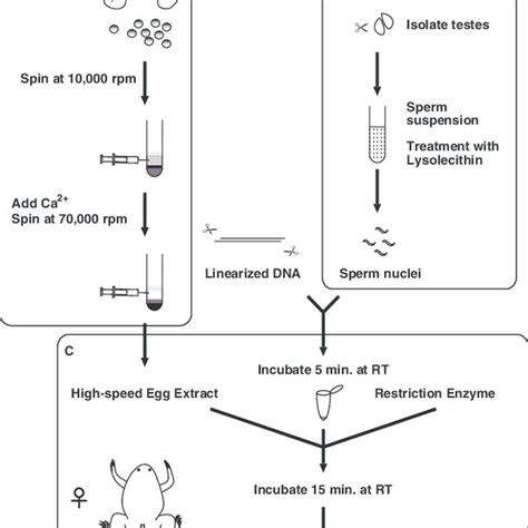 The transgenesis procedure includes (A) preparation of egg extracts ...