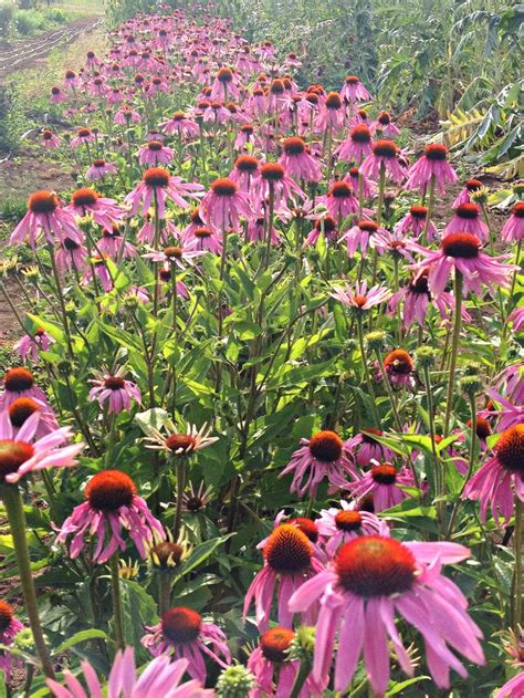 Echinacea (Purple Coneflower) | Uprising Seeds