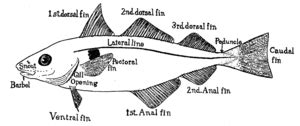 Fish fin - Wikipedia