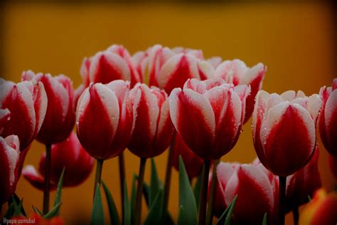 orange tulips by PapaOsmubal on DeviantArt