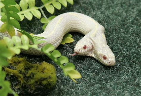 Two-headed snake | Albino animals, Rare albino animals, California king ...