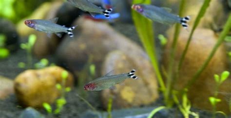 Rummy Nose Tetra 101: Diet, Tank Mates, Breeding & More