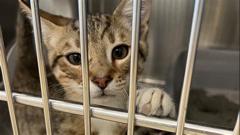 Shelters to hold cat adoption event this weekend