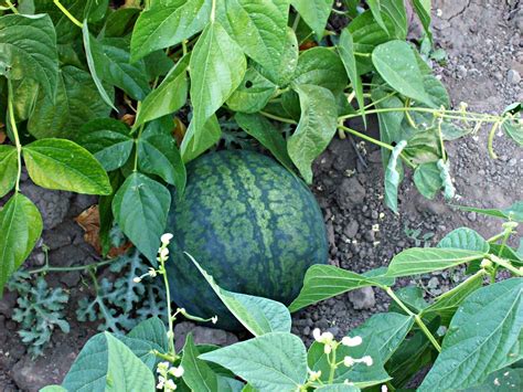 red or green?: Watermelon, Corn & Jalapeno Salad