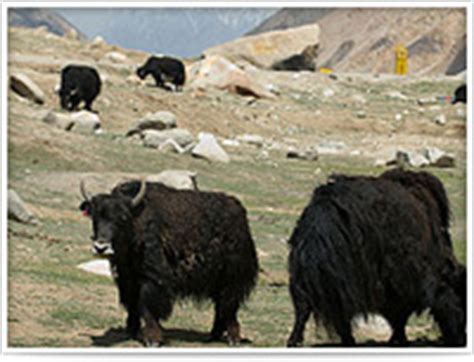 Ladakh Wildlife, Leh Ladakh Wildlife Sanctuary