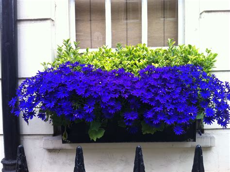 Seen in Soho, London | Window box flowers, Balcony flowers, Window box plants