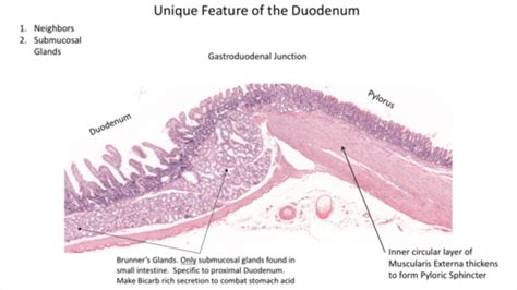 Pyloric Sphincter Histology