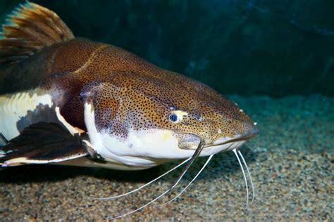 Red-tailed Catfish in the Aquarium. Close Up Stock Photo - Image of freshwater, white: 241667524