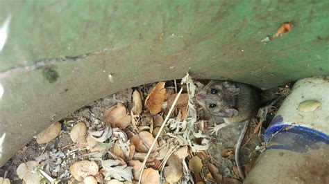 Peromyscus californicus, a native species of California mouse in the Santa Monica Mountains. I ...