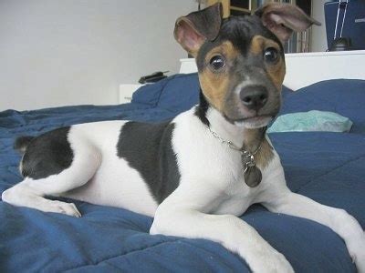 Brazilian Terrier Dog Breed Information and Pictures