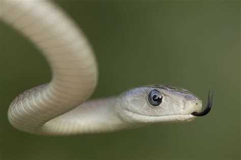 Two Male Black Mambas Hunting for Mate Caught at Same Property - Newsweek