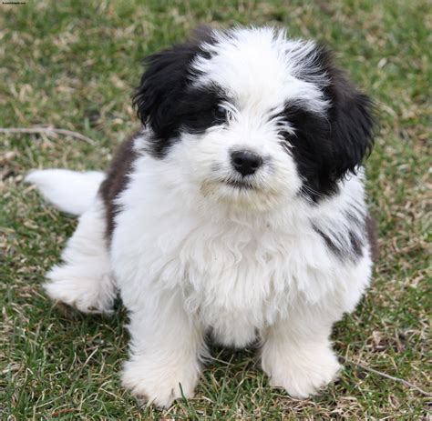 Shih Tzu - Pictures, Puppies, Information, Temperament, Characteristics, Rescue | Animals Breeds