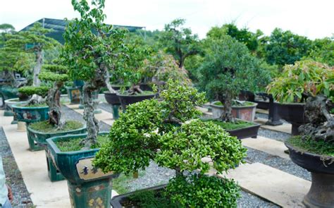 Top 20+ cây bonsai đẹp nhất, hợp phong thủy nhất Việt Nam